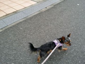 チップちゃん