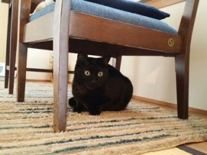 ナラちゃん