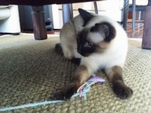 シャムちゃん