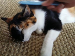三毛ちゃん