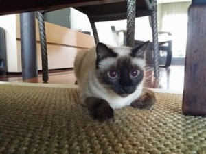 シャムちゃん