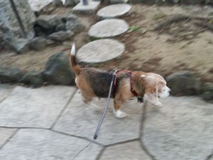 アトムくん