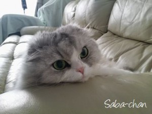 サバちゃん