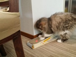 ごまちゃんサバちゃん
