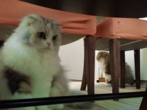 ごまちゃんサバちゃん