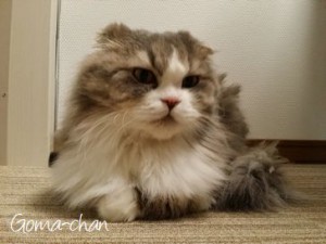 ごまちゃん