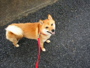 シンバくん