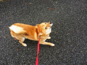 シンバくん