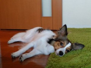あいらちゃん