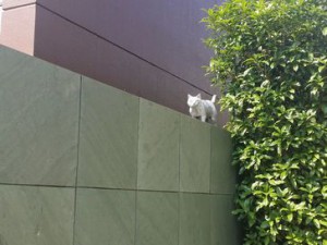 吾輩は猫である
