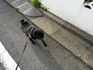 マープルちゃん