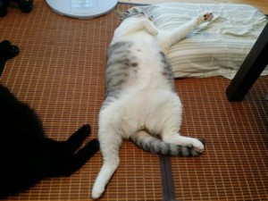 琥珀ちゃんとラテちゃん