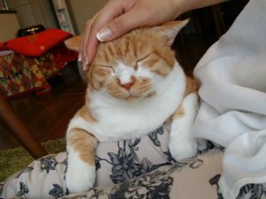 大福ちゃん