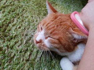大福ちゃん