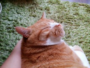 大福ちゃん