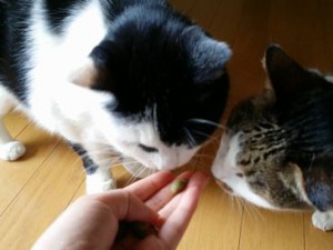 くぅちゃんとわんたんちゃん