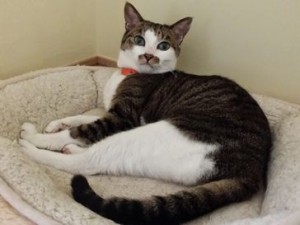 くぅちゃんとわんたんちゃん