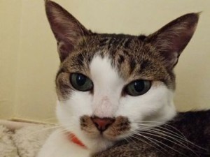 くぅちゃんとわんたんちゃん