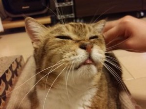ゆきえちゃん
