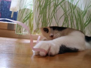 くぅちゃんとわんたんちゃん