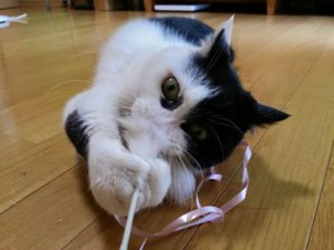 くぅちゃんとわんたんちゃん