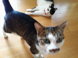 くぅちゃんとわんたんちゃん