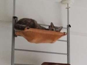 アンちゃん