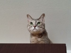アンちゃん