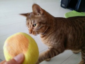 シオンちゃん