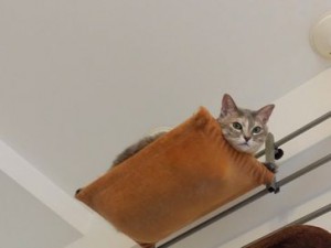アンちゃん