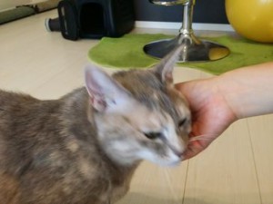 アンちゃん