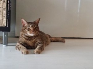 シオンちゃん
