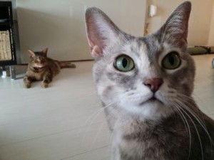 アンちゃん
