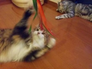 ギャビーちゃん