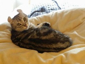 さすけくん