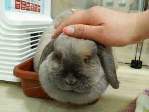 ハルちゃん