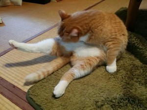 金太郎ちゃん