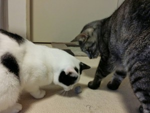 毛玉ボール