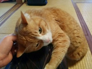 金太郎ちゃん