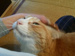金太郎ちゃん