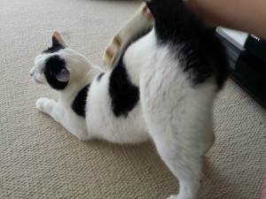りんりんちゃん