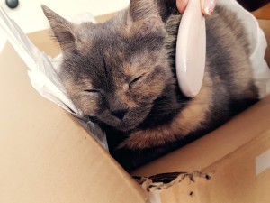 tama