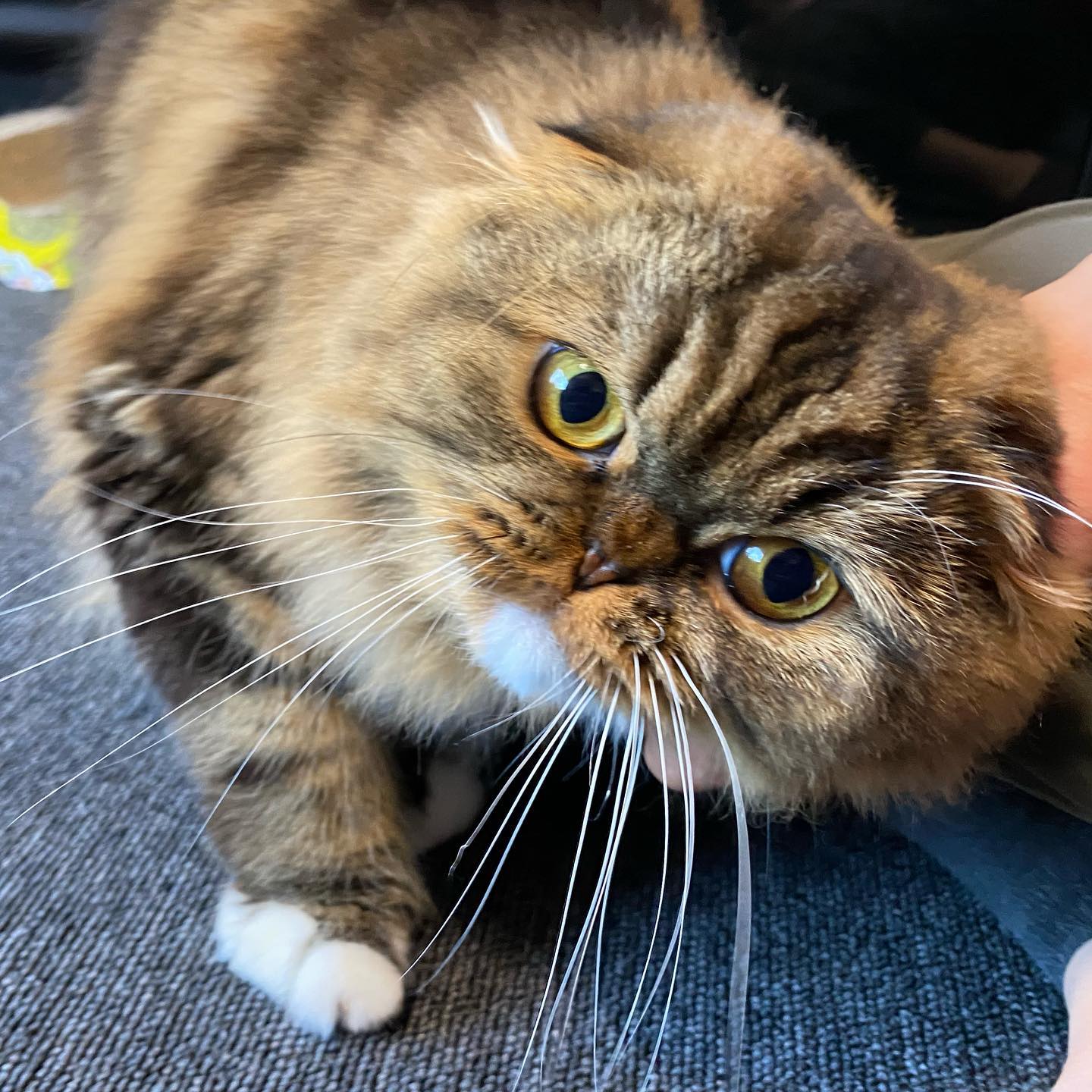 むぅちゃん、お久しぶりコロナ禍の前にお会いした時よりも、すっごく甘えん坊さんになっていて、毎日スリスリたっぷりでした?在宅勤務のお宅は、ネコさん甘えん坊化が進んでいます#tokyopetsitter #petsitter #cat #scottishfold #猫 #スコティッシュフォールド