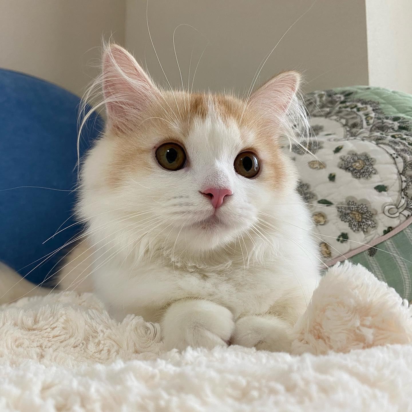 ミヌエットのチロちゃん初めてのお留守番にチャレンジでした!まだ子猫ちゃんなので、シッティング中はとにかく沢山遊ばせてあげて、一人で過ごす時間はしっかりとオネンネをしてもらい、いたずらは少しもなくお利口さんにお留守番が出来ました久し振りの子猫ちゃん。可愛すぎましたー!️#tokyopetsitter #petsitter #cat #minuet #ミヌエット #ミヌエット子猫 #猫