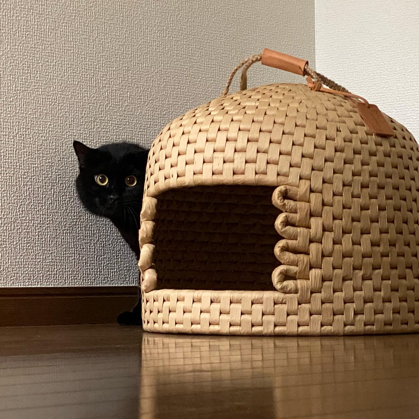 初めましての「ふみおちゃん」インスタではずっとお見かけしていて、会いたいな〜と思っていたんですけど、すっごく怖がりさんで隠れんぼでした久し振りのたまきちゃんは、「ごはんの人だわ〜!」と歓迎してくれ、バクバクとごはんを食べて通常運転たまきちゃん、18歳!食欲モリモリです#tokyopetsitter #petsitter #cat #猫
