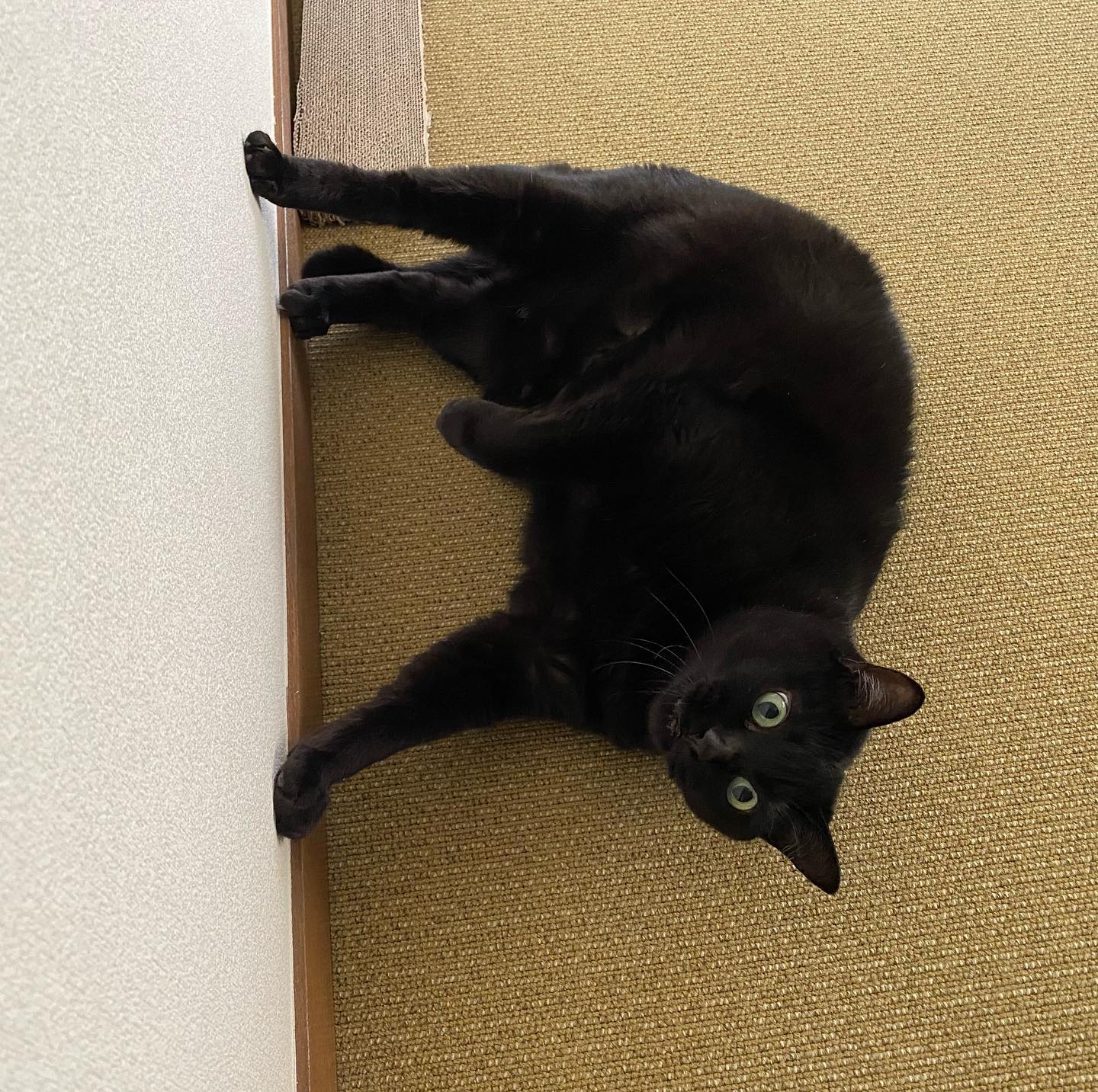 ご機嫌が良いときのナラちゃんのお出迎えひょこっとお顔を覗かせてから「ニャーン」のご挨拶で、お顔が引っ込んだと思ったらバタン!と倒れ込みます笑最近、またちょこちょこお会いするようになって、私の訪問を喜んでくれるようになりました〜?#tokyopetsitter #ペットシッター #cat #ねこ