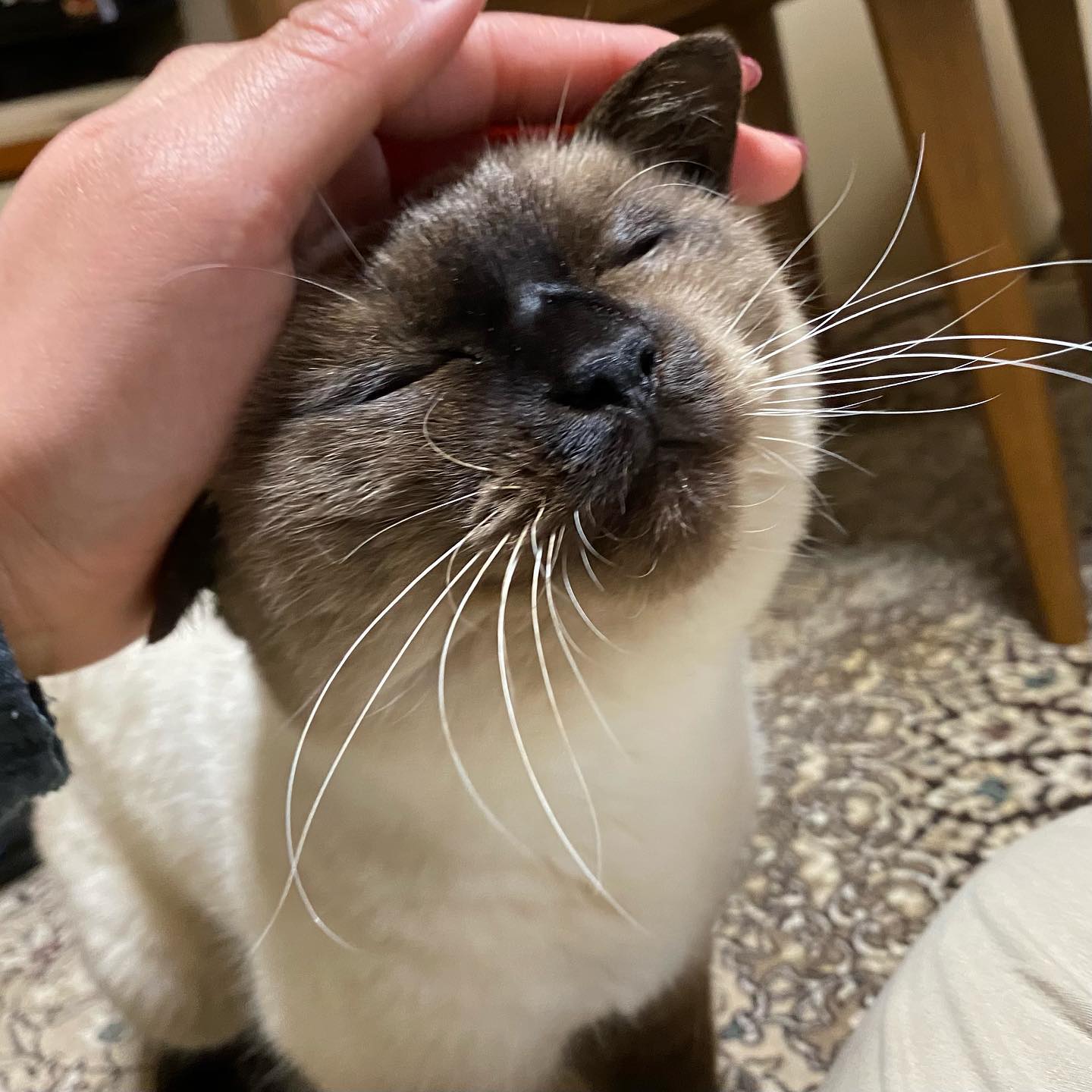 先日、私が大好きだったメイちゃんが虹の橋を渡りました随分とおばあちゃんになって、先月最後にお会いした時はお目目が見えず、お耳も聞こえなくなっていましたが、しっかりもののメイちゃんらしく以前とほとんど変わらない様子で私を歓迎してくれましたまだ会える機会があると思っていたので、飼い主様から急逝のご連絡をいただいた時はとてもショックで、すぐに会いに行きました。わがままを聞いていただいて、まだ温もりの残るメイちゃんとお別れをすることが出来て、感謝です。全然苦しまず、天寿を全うしたとのことで、本当に良かったでも、やっぱりお別れは辛いものです。メイちゃん、撫でられるのが大好きだったね。たくさん愛されて、最後までごはんを美味しく食べられて、幸せだったね。メイちゃんのことはずっと忘れないよ。ありがとう、メイちゃん?#tokyopetsitter #ペットシッター