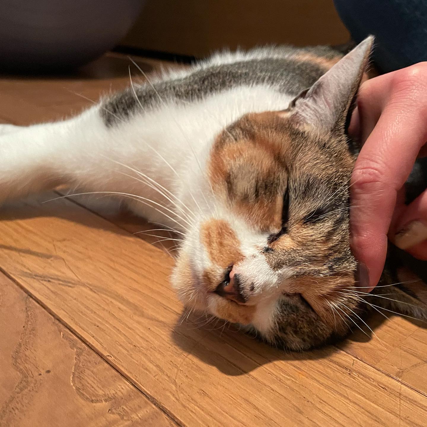 キキちゃん、安定の甘えん坊さん#tokyopetsitter #ペットシッター