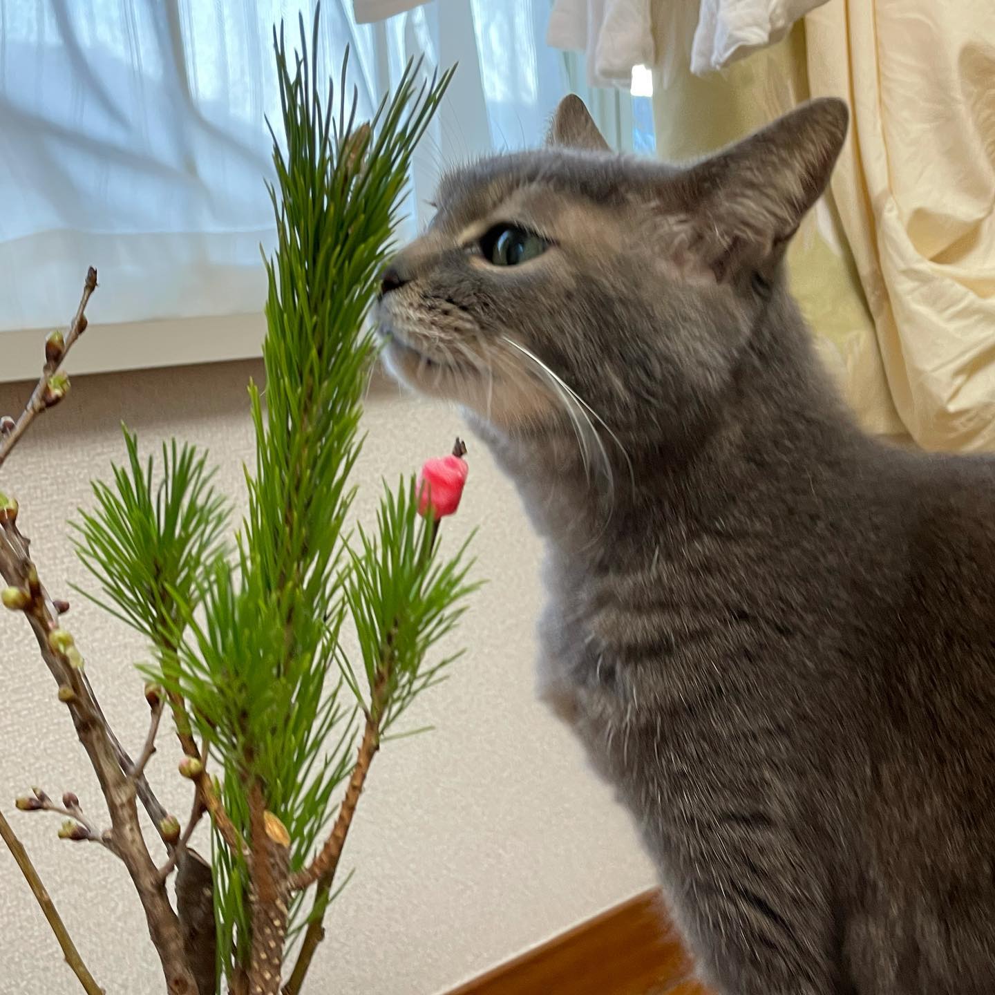 あけましておめでとうございます?今年もfukunecoをよろしくお願いいたします?初めてのお留守番にチャレンジの、ティアラちゃんと雪ちゃんのご紹介です?とりあえず、レディーファーストでティアラちゃんからお打ち合わせでは緊張しちゃって、隠れんぼだったティアラちゃん。お留守番の日は少しも警戒せずに撫でさせてくれました楽しそうにおもちゃでも遊び、元気にお留守番が出来ました️#tokyopetsitter #ペットシッター