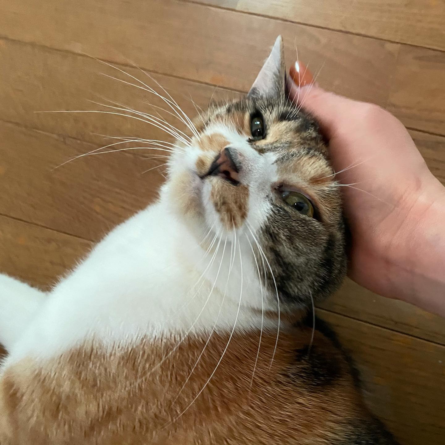 お久しぶりね、キキちゃんコロナが蔓延してからは、なかなか皆んなにお会い出来なくなりましたが、久しぶりに伺っても、ちゃんと私のことを覚えてくれています#tokyopetsitter #petsitter #cat
